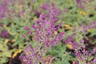 6 x Salvia nem. 'Schwellenburg' - Muschio a stella - vaso 9 x 9 cm