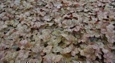6 x Heuchera hybr. 'Pinot Gris' - Campane viola - Vaso da 9 x 9 cm