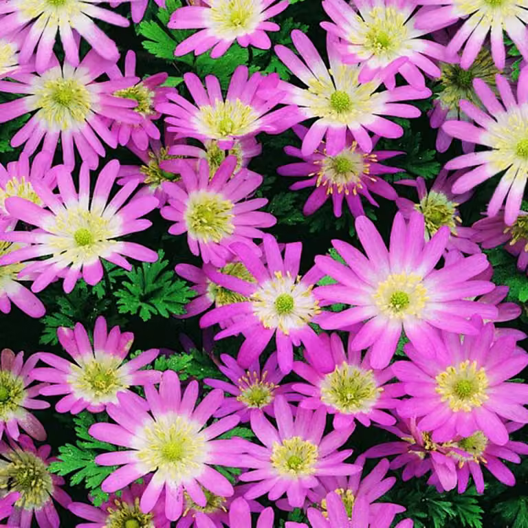 Anemone greco Anemone rosa Pink Star 10 pezzi Anemoni Bulbi di anemone Bulbi