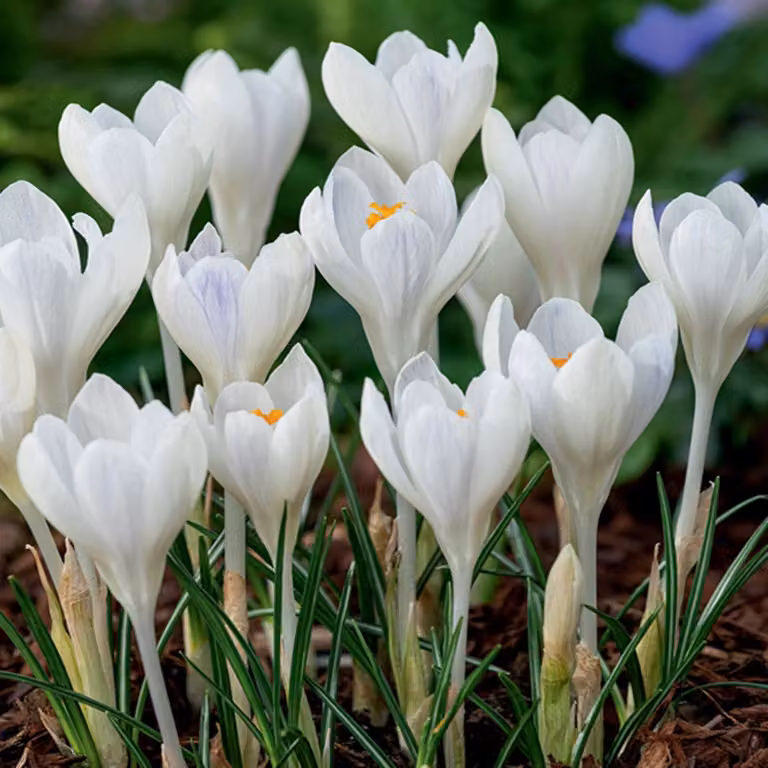 Bulbi da fiore Bulbi Crocus a fiore grande Crocus Ivory Princess 10 pz.