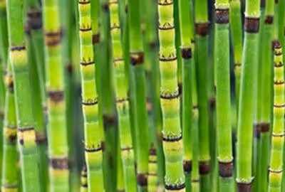 6 x Equisetum japonicum - Tubo cavo giapponese - vaso 9 x 9 cm