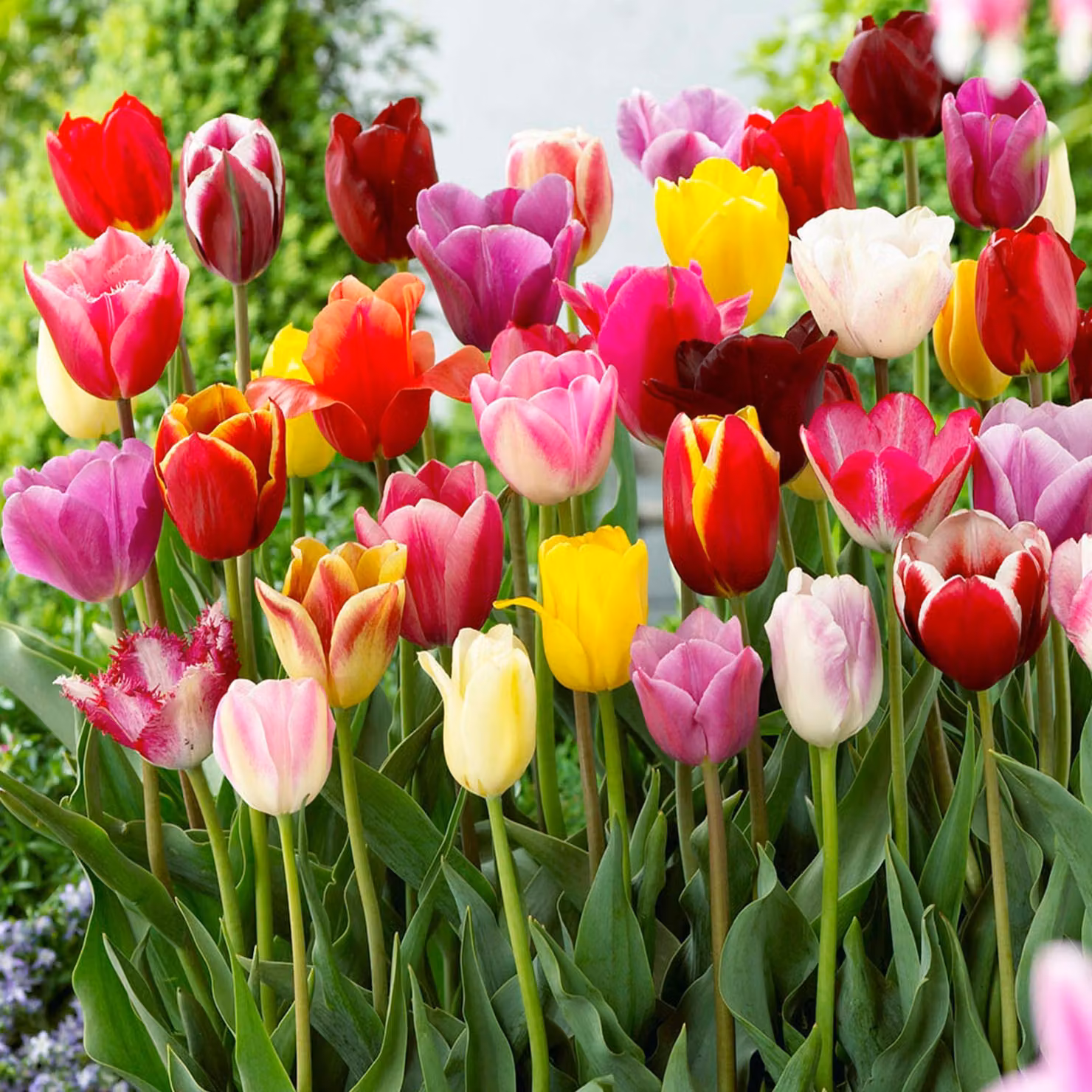 Tulipani Bulbi da fiore Fiori Tulipani Mix 5 pz.