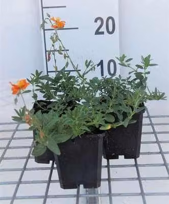 6 x Helianthemum hybr. 'Bronzeteppich' - Girasole - vaso 9 x 9 cm