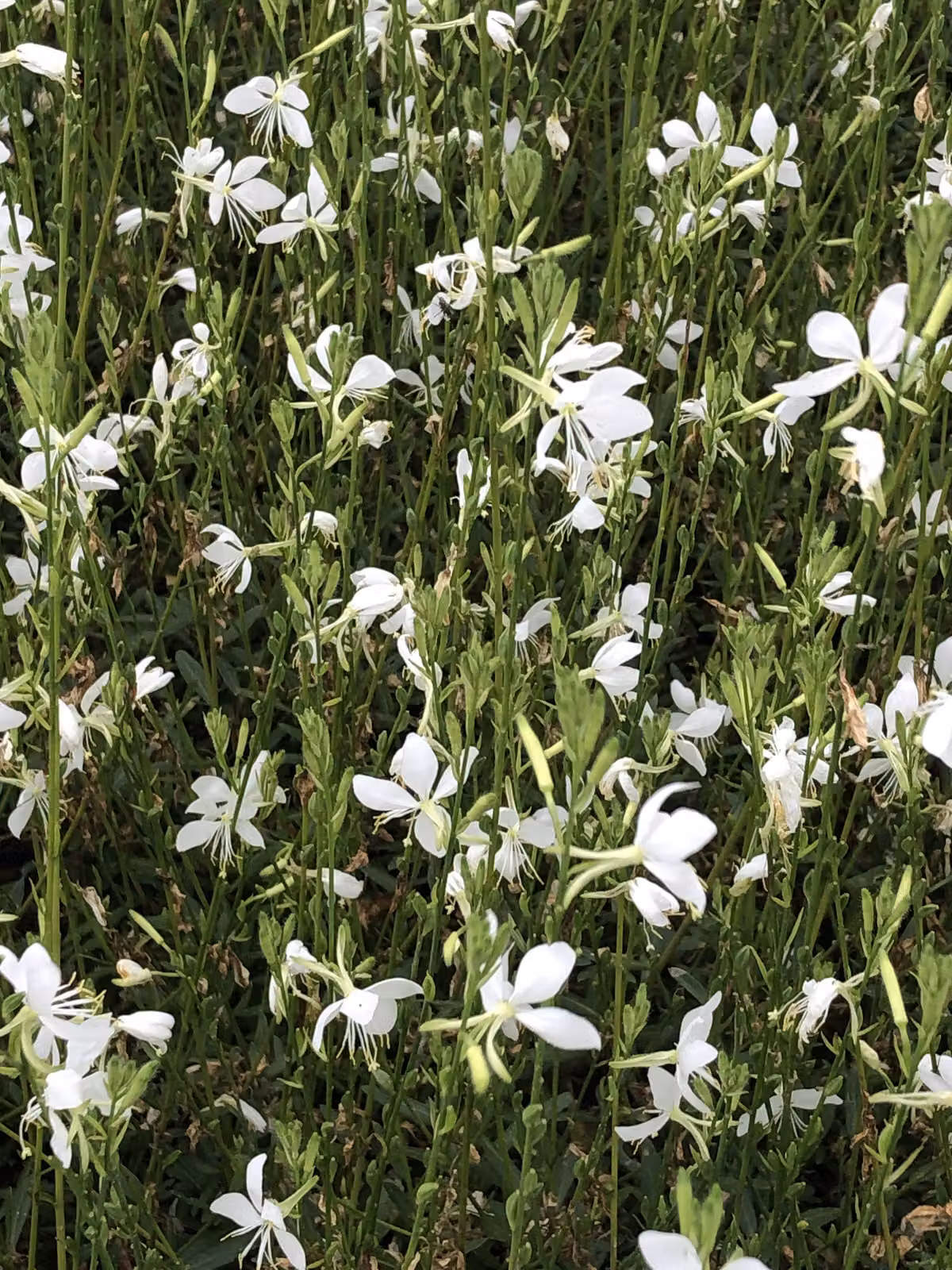 6 x Gaura lindh. 'Snowbird' (= oenothera lindh.) - Prachtkerze - Topf 9x9 cm