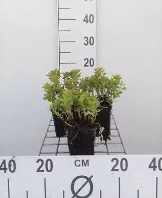 6 x Sedum kamtschaticum - Foglia grassa - vaso 9 x 9 cm