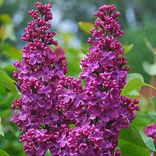 Lillaia comune - Syringa vulgaris 'Andenken Ludwig Spaeth' | 40-60 cm in vaso