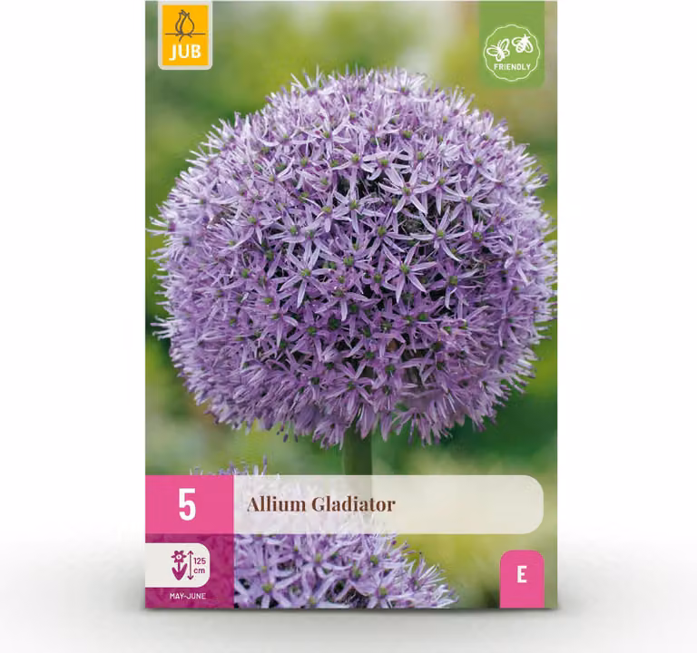 Bulbi da fiore - Allium 'Gladiator' - Viola - 5 unità - Bulbo di dimensione 16/18 - 50-150cm - Ø10cm - Pianta da giardino - Multideal