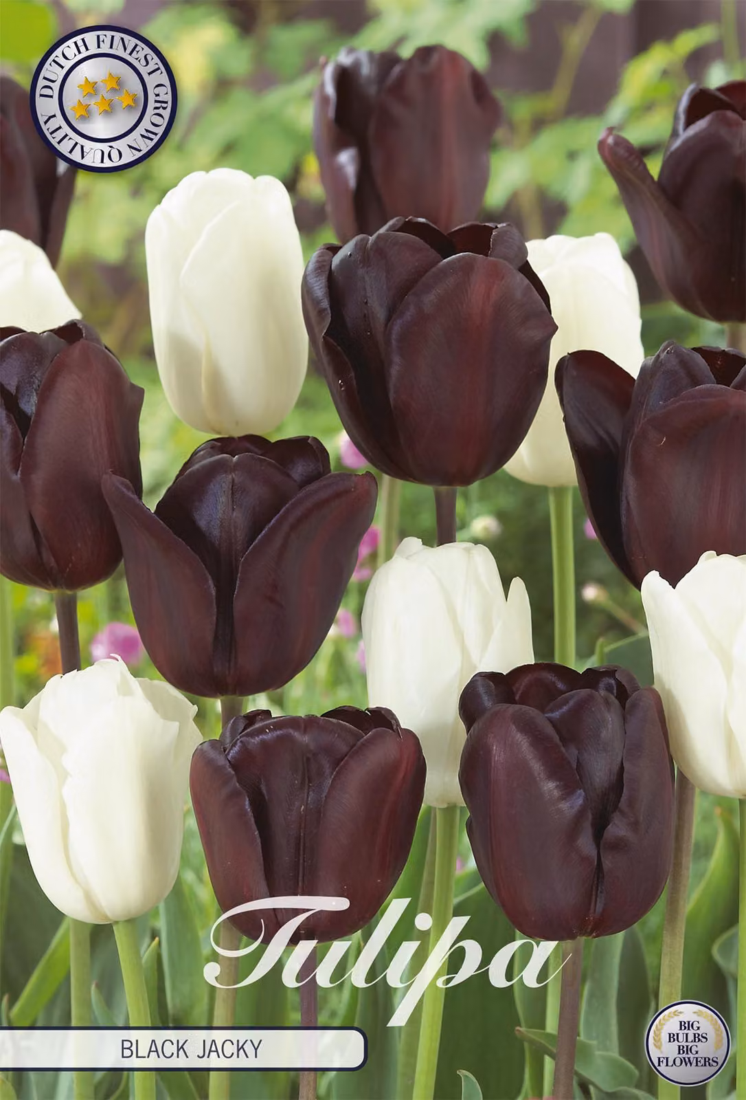 Tulipano Black Jacky (10 bulbi) | Bulbi di tulipano di Sam van Schooten