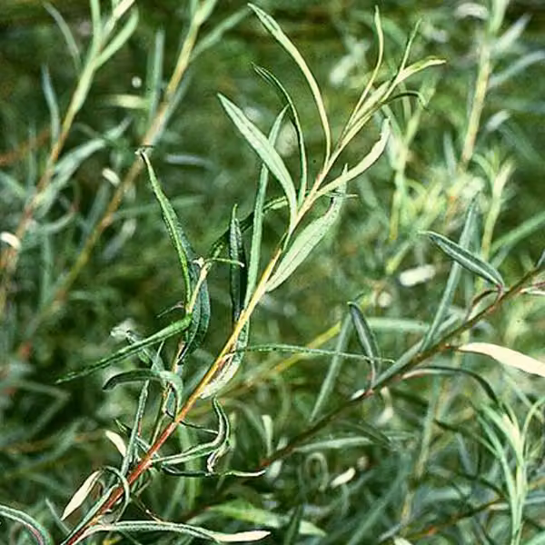 2 piante di salice ornamentale (Salix elaeagnos 'Angustifolia'), alte 30-40 cm, in vaso