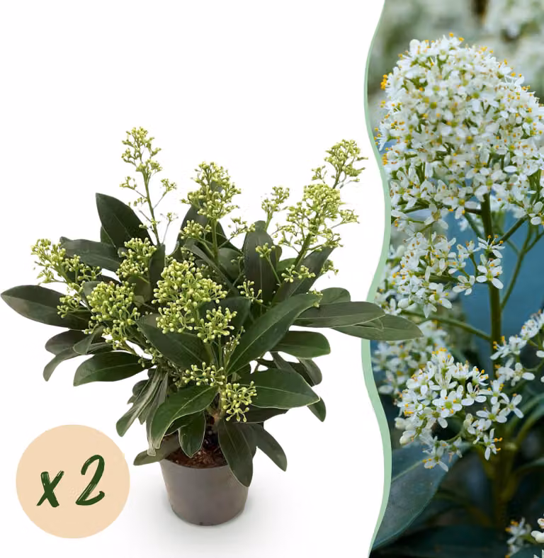 Skimmia japonica Finchy - Fiore bianco - 10+ fiori - 2 piante - rustico - 25cm - Ø10,5cm - Pianta da giardino