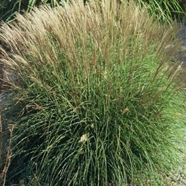 6 piante di *Miscanthus sinensis* 'Adagio' (erba di bambù nana) | Vaso da 9x9 cm