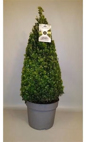 5 pezzi di piramide di bosso - cono 90 cm Buxus sempervirens