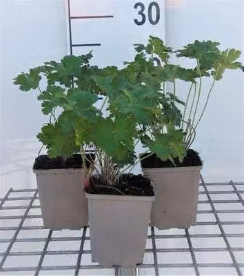 6 x Geranium magnificum - Cranesbill - Vaso 9 x 9 cm