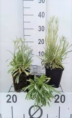 6 x Leontopodium alpinum (stella alpina) - Stella alpina - vaso 9 x 9 cm
