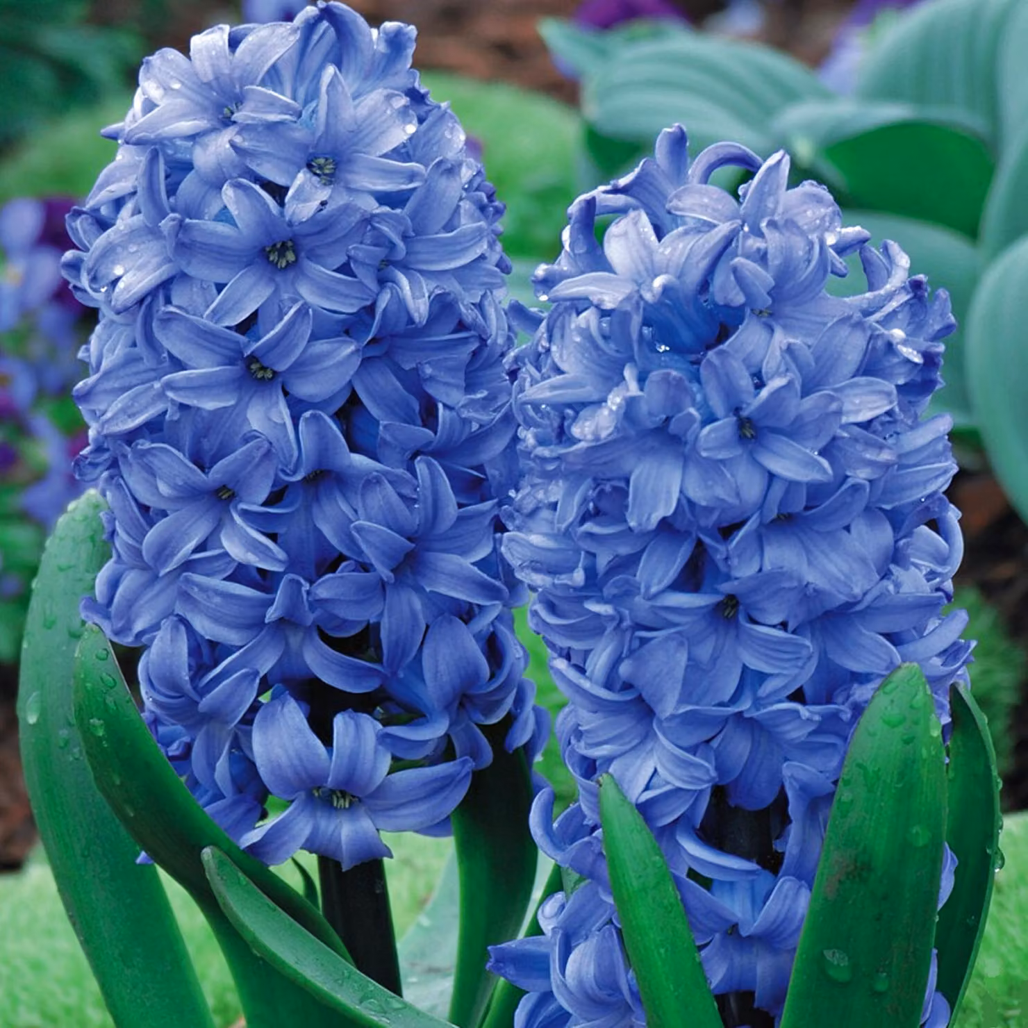 Bulbi di giacinto Bulbi di fiori Hyacinthus Delft Blue 10 pz.