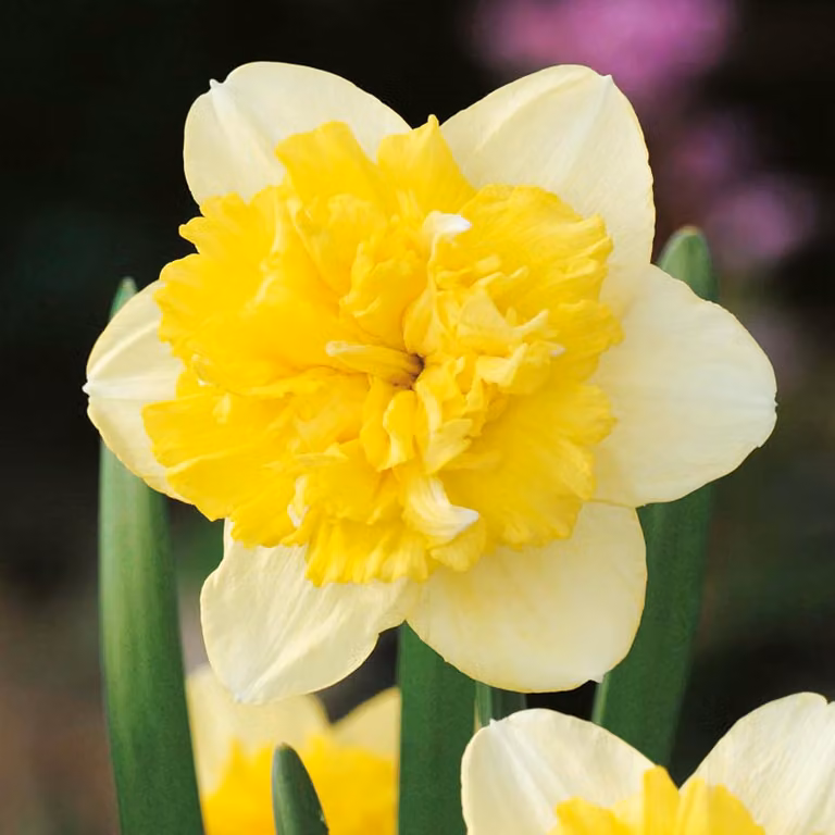 Bulbi di narciso Bulbi di fiori Narcisi a tutta massa 5 pz.