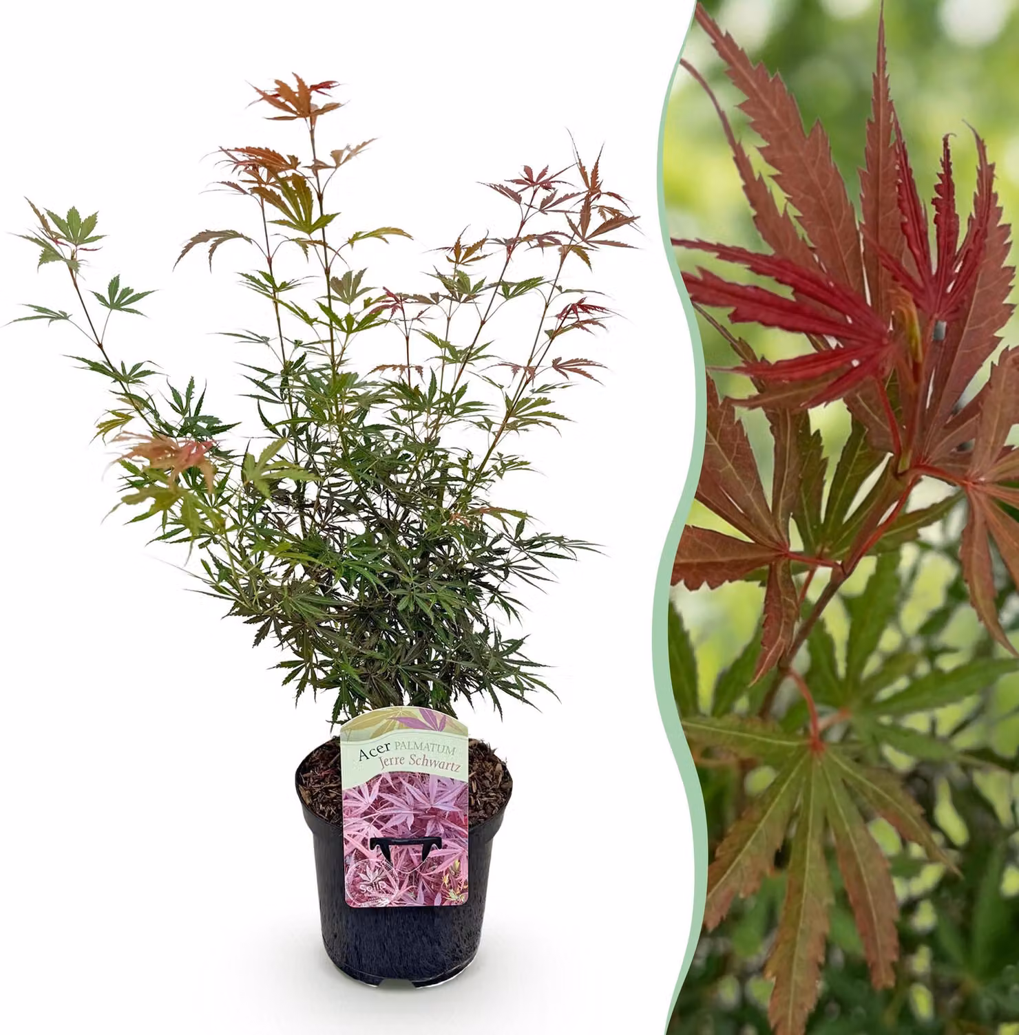 Pianta da terrazza - Acero giapponese - Acer palmatum Jerre Swarts - Rosso scuro - 1 Pianta - Decidua - 60-70cm - Ø25cm - Pianta da giardino