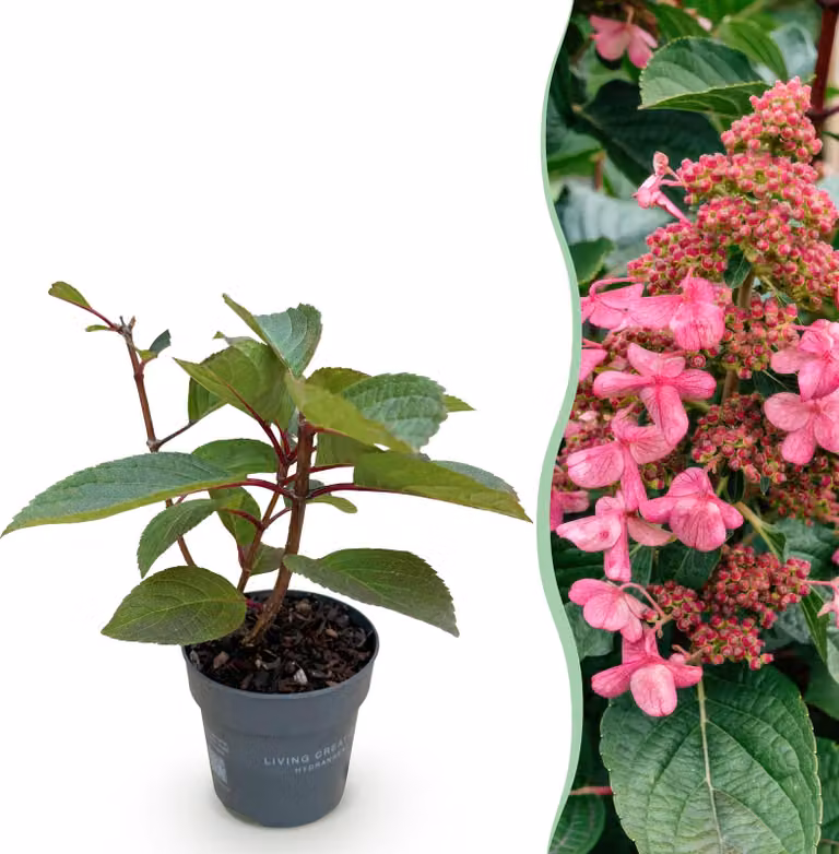 Hydrangea panniculata Living Infinity - Ortensia rustica - Bianca - 20-30cm - Ø12cm - Pianta da giardino
