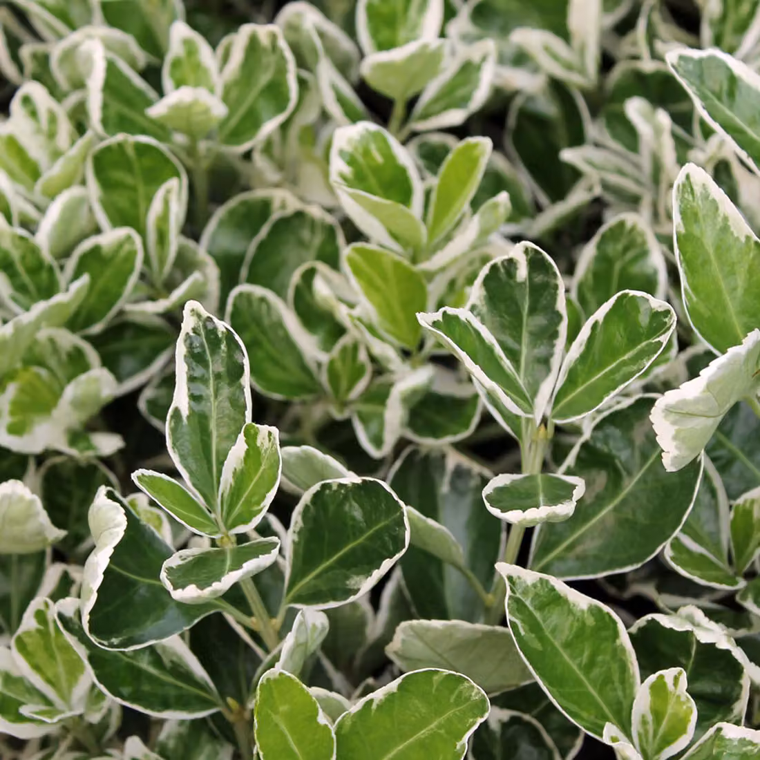 2 piante di Euonymus japonicus 'Kathy' | Altezza: 20-30 cm, in vaso