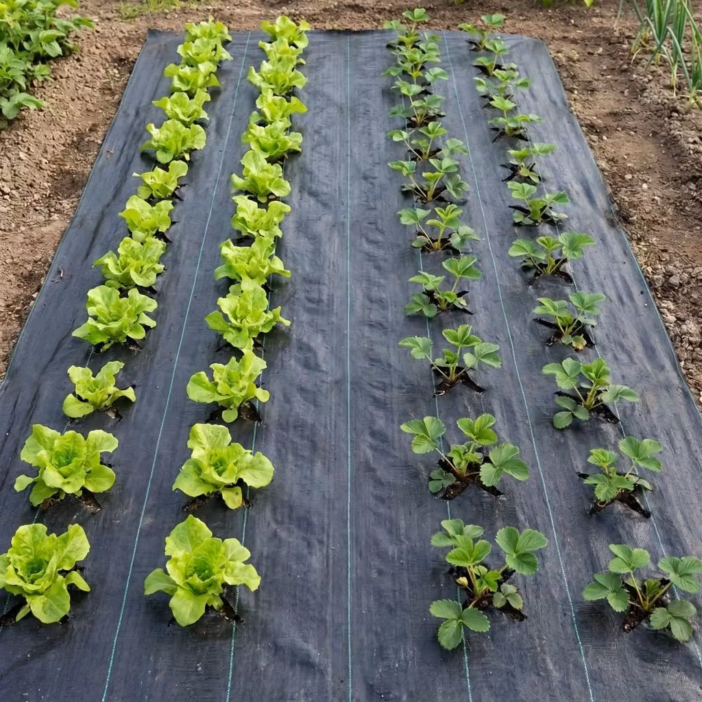 Telo per pacciamatura anti erbacce BOUDECH in polipropilene nero con rivestimento anti-UV per orto e giardino, L: 2,10 m x H: 100 m – 2