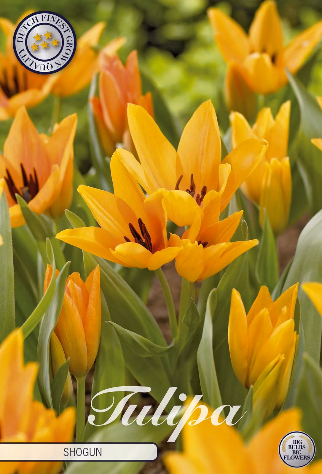 Tulipano Shogun (10 pezzi) | Bulbi di tulipano di Sam van Schooten