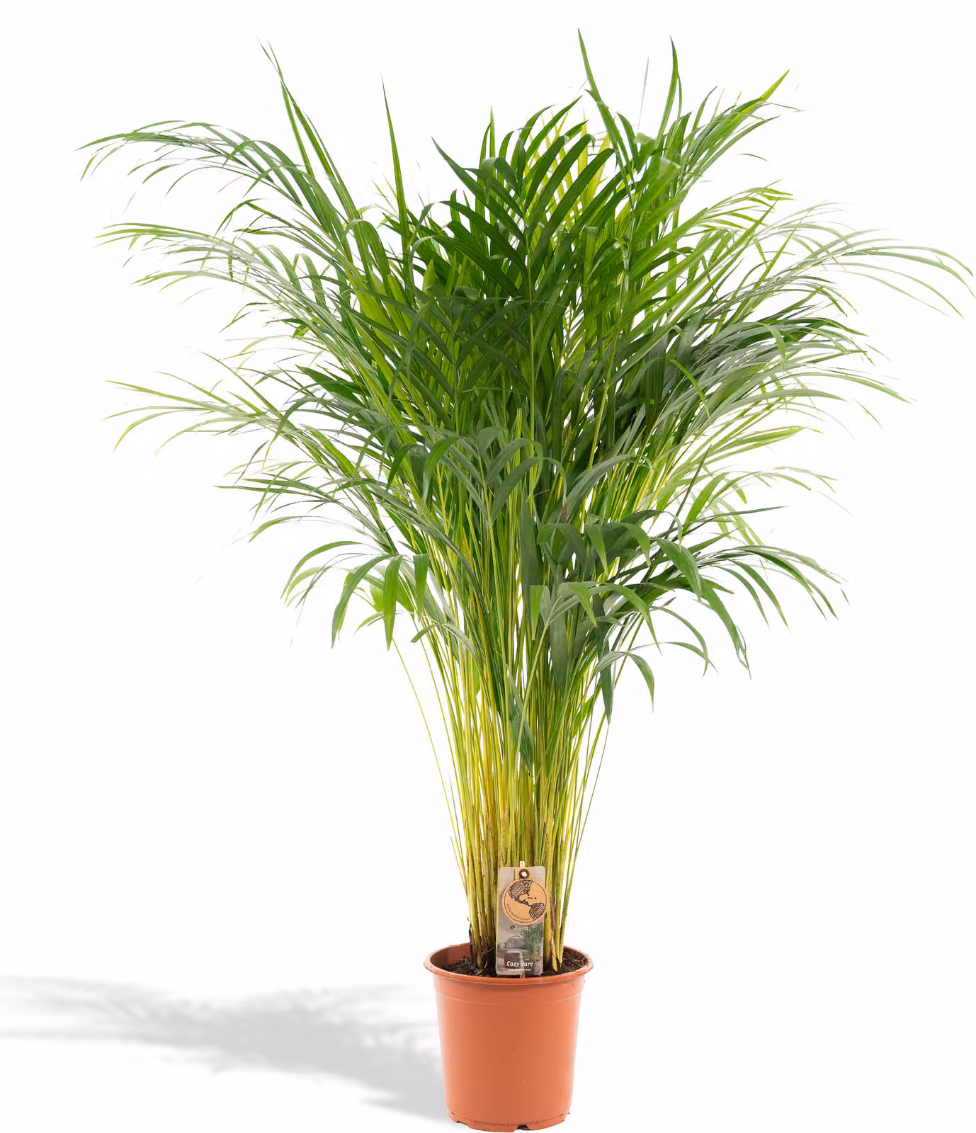 Palma da frutto dorata - Ø21cm - ↕110cm