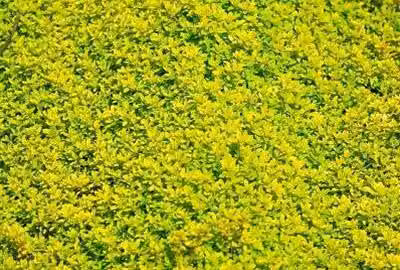 6 x Thymus citr. 'Aureus' - Timo - Vaso 9 x 9 cm