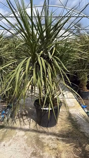 CORDYLINE AUSTRALIS VASO 70