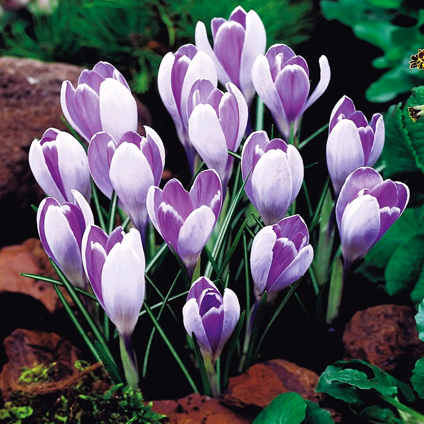 Bulbi da fiore Bulbi da fiore Crocus spring crocus Vanguard 10 pz.