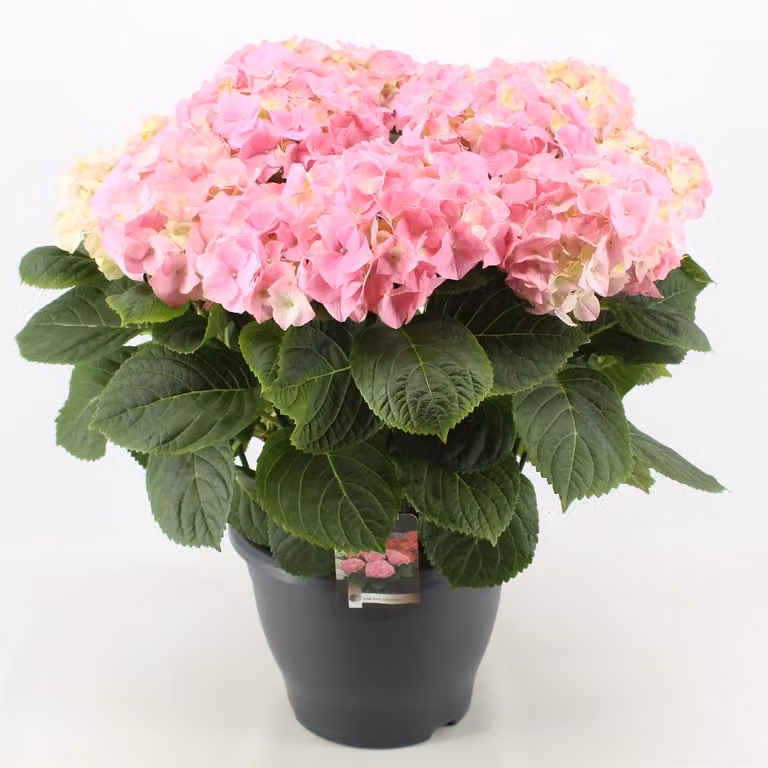Hydrangea macrophylla Early Pink 20-30 cm / vaso 10,5 - Ortensia dai magnifici fiori
