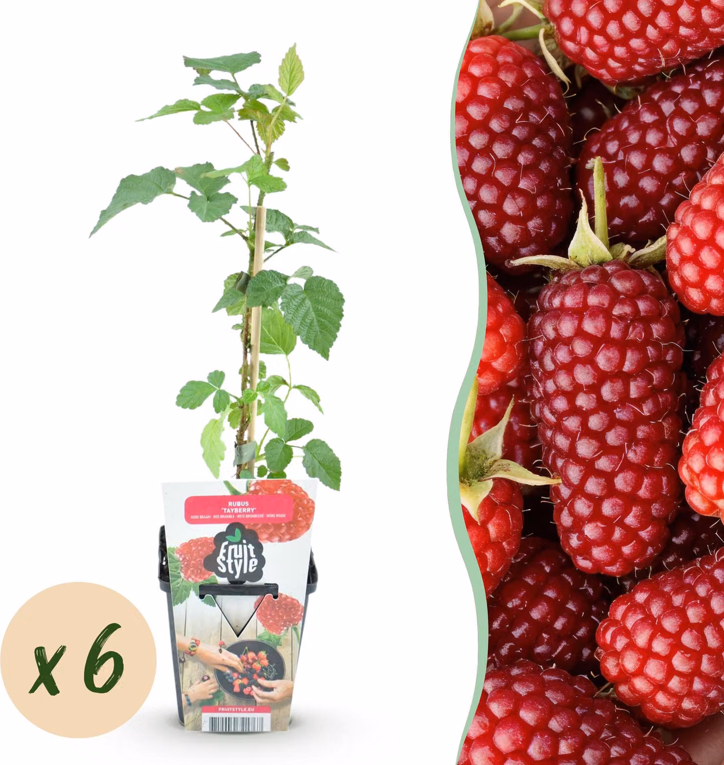 Bacche di tayberry - Rubus Tayberry - Difficile da coltivare - 6 piante - 15-25cm - Ø9cm - Pianta da giardino