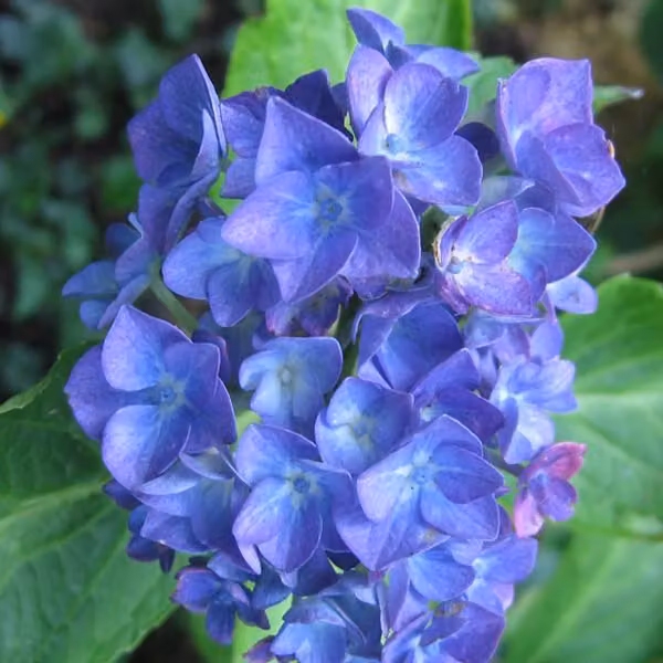 2 ortensie – *Hydrangea macrophylla* 'Blauer Zwerg' | 25-30 cm in vaso