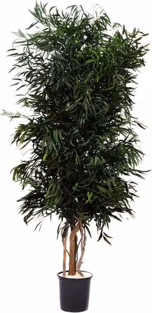 Albero Nicoly stabilizzato h 180 cm