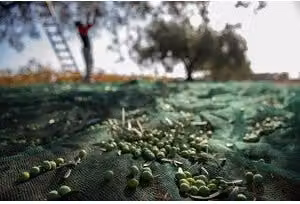 Rete per Olive Antispina 32 g 5 x 200M Calabria 1 Rotoli