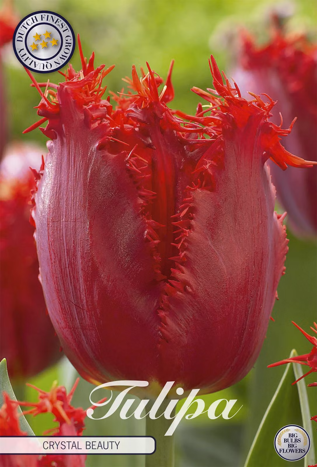 Tulipano Crystal Beauty (10 bulbi) | Bulbi di tulipano di Sam van Schooten