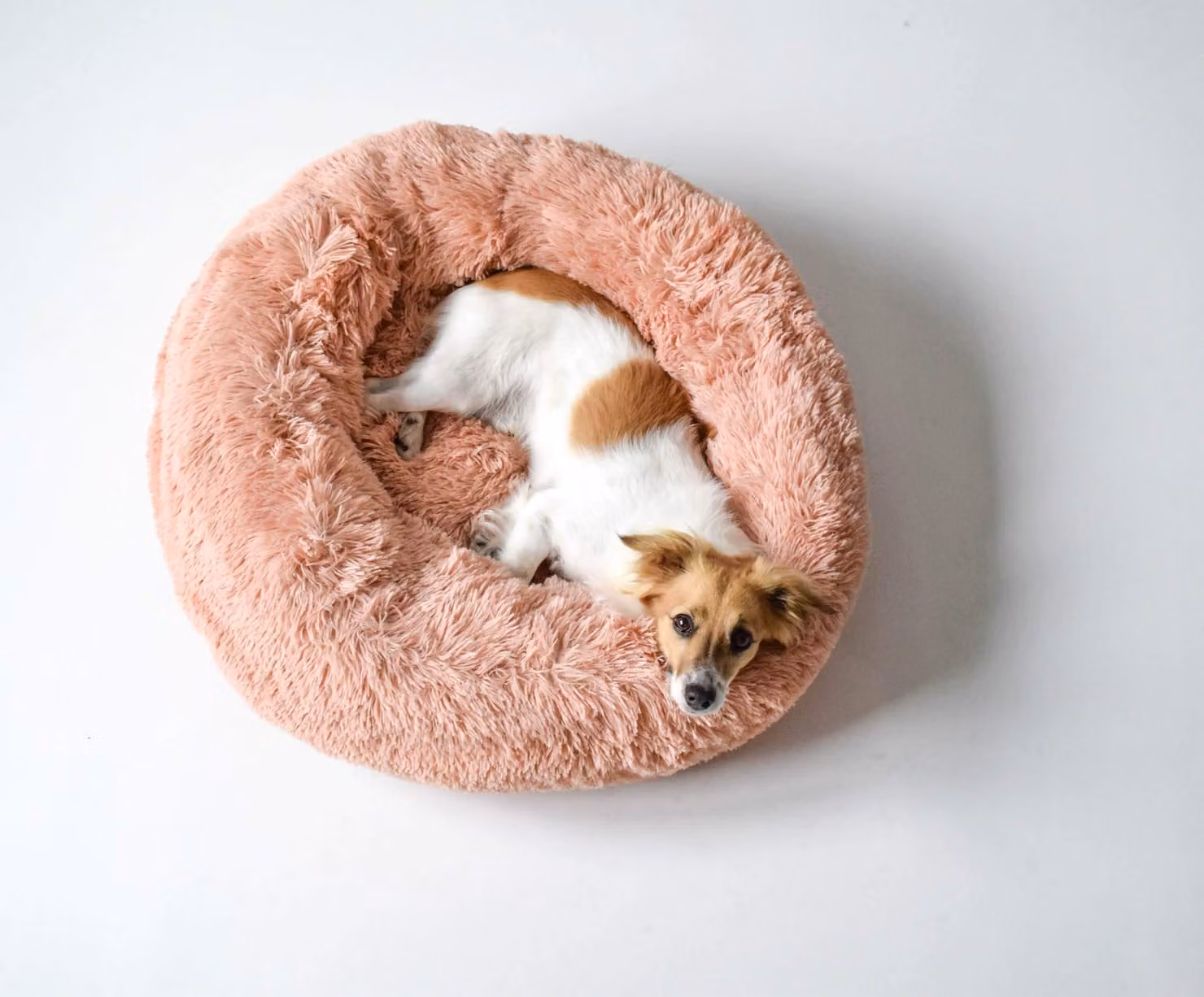 Cuccia per cani "Dreams" della marca Hundebett, colore rosa, dimensioni 50x50x20 cm