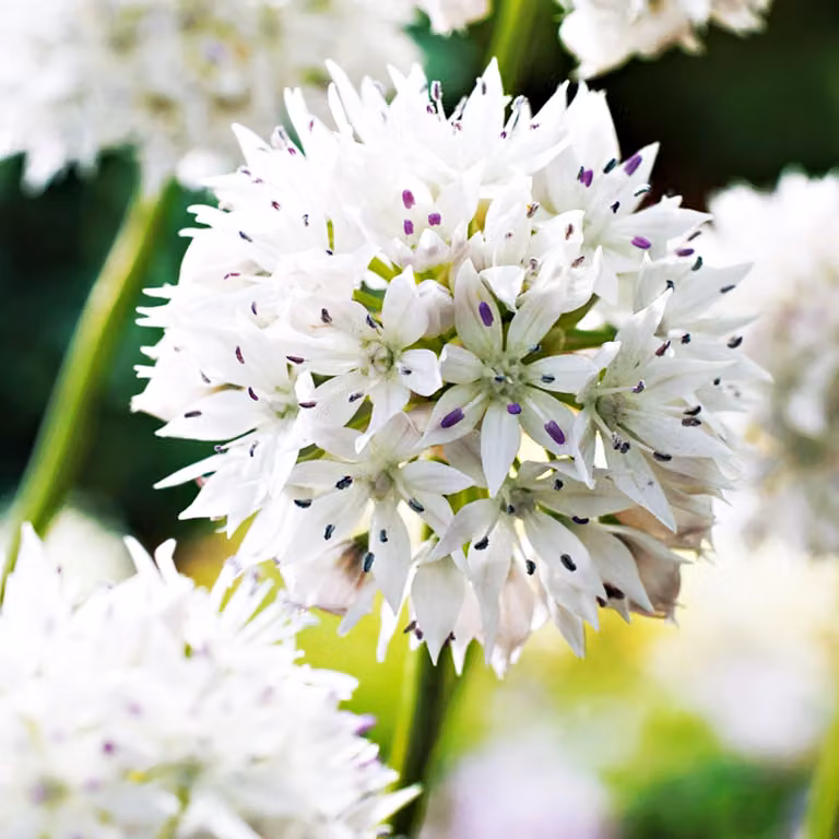 Bulbi da fiore Bulbi Porro ornamentale Allium Gracefull 3 pz.