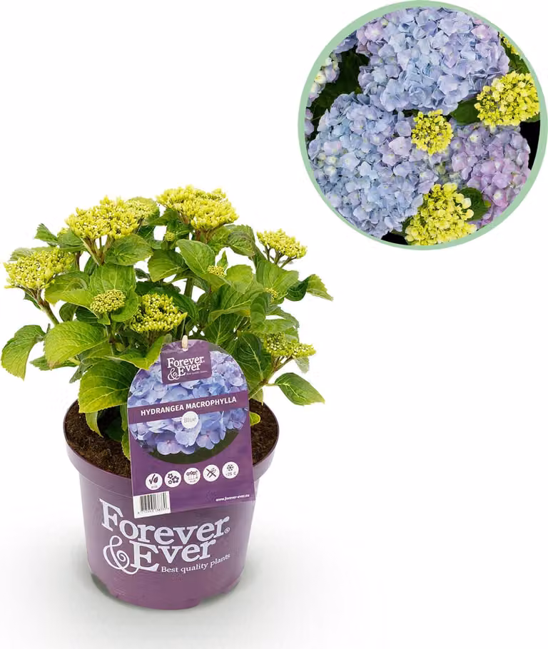 Ortensia - Hydrangea Forever & Ever - Blu - 7-12 Fiori - Pianta da terrazzo - 40-55cm - Ø23cm - Pianta da giardino
