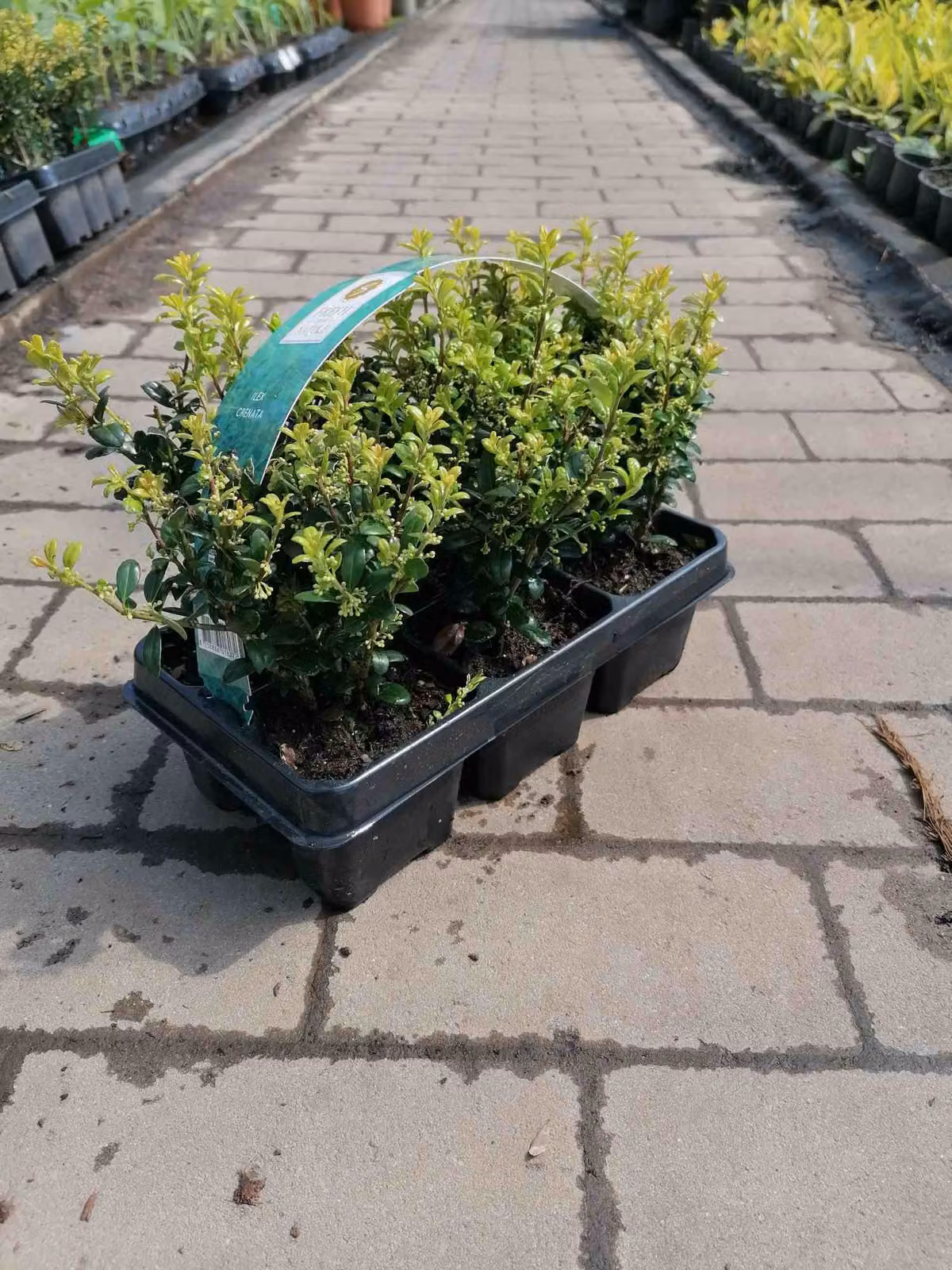 Ilex 'Crenata' 20-25 cm 6 piante - Piante da siepe di agrifoglio - Sostituto ideale del bosso