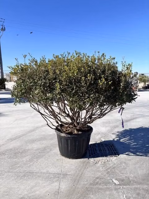 Osmanthus x Burkwoodii Multitronco 80 di Vivaio Garden Forest, Arbusto Ornamentale con Fiori Bianchi e Foglie Verdi