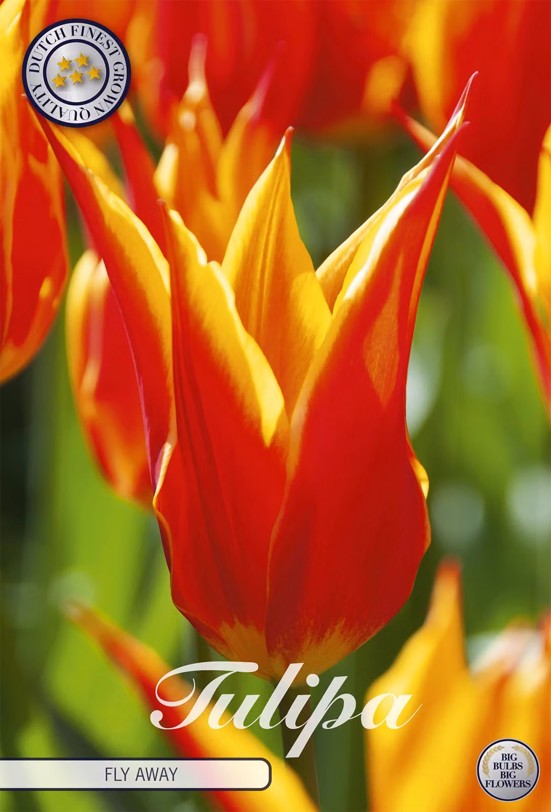 Tulipano Fly Away (7 bulbi) | Bulbi di tulipano di Sam van Schooten