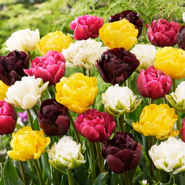 25 bulbi di tulipani a doppia fioritura per la primavera