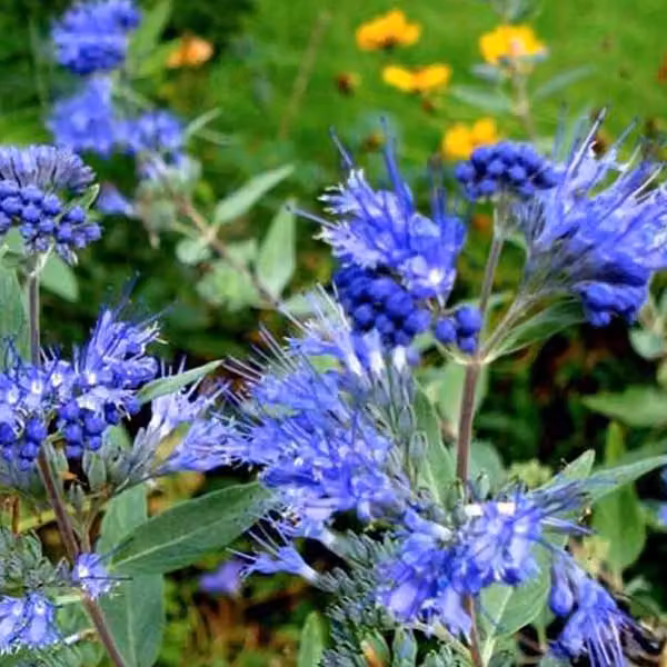 2 piante di Caryopteris clandonensis 'Kew Blue' | Altezza: 30-40 cm, in vaso