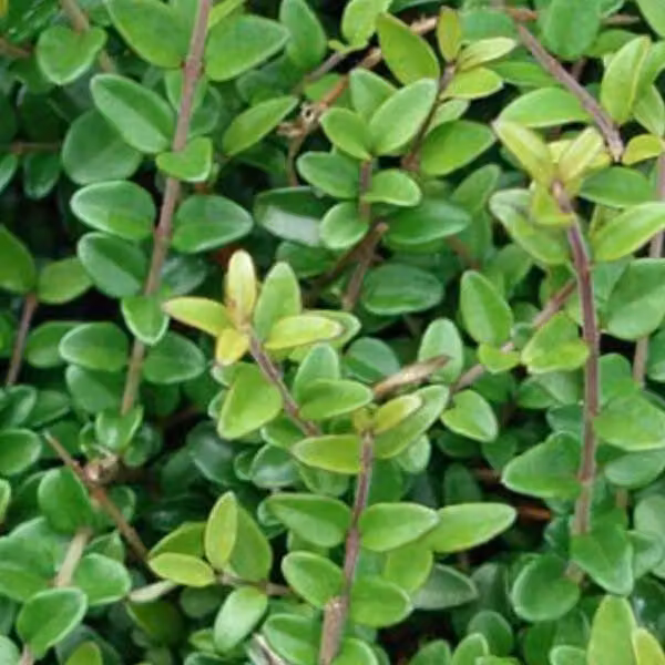 2 piante di *Lonicera nitida* 'Elegant' (mirto ornamentale) | Altezza: 25-30 cm, in vaso
