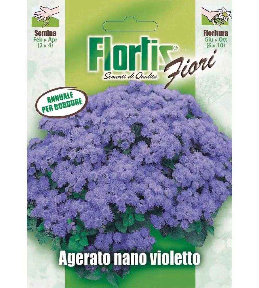 Pianta annuale con fiori ombrello - Colore violetto - 30 cm