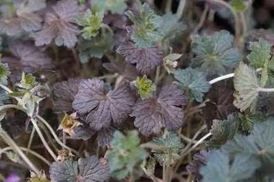 6 x Geranium hybr. 'Orkney Cherry'® - Cranesbill- vaso 9 x 9 cm