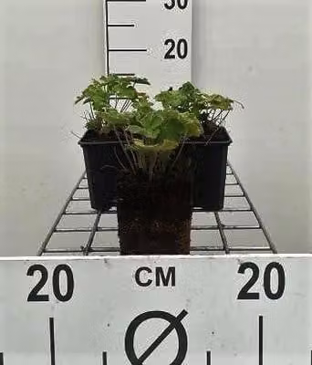 6 x Geranium renardii - Cranesbill - vaso 9 x 9 cm