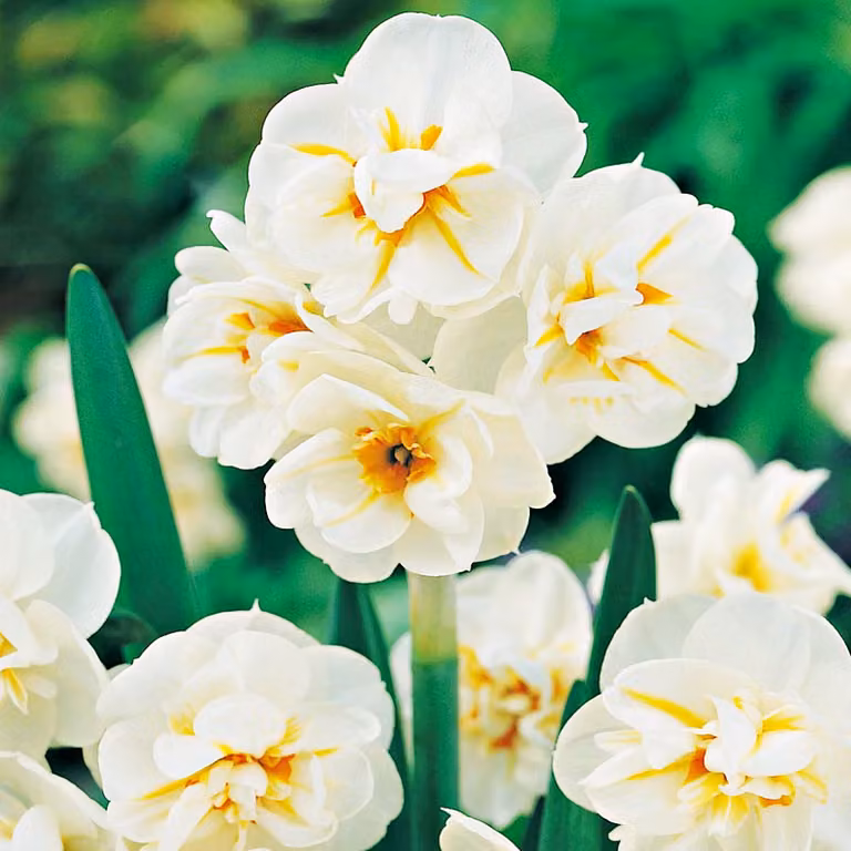 Bulbi di Narciso Fiori Narcisi Multiflorous Daffodil Sir Winston Churchil 5 pz.