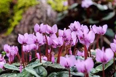 6 x Cyclamen coum - Primavera - Vaso 9 x 9 cm
