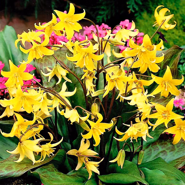 Bulbi di Erythronium Fiori Dogtooth Pagoda 3 pz.
